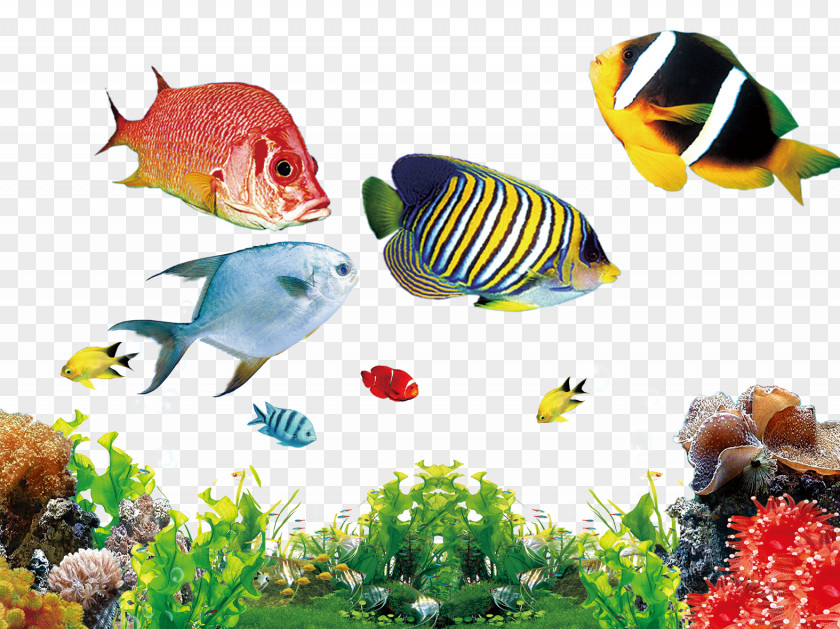 Butterfly Goldfish Freshwater Aquarium Marine Angelfishes Siphon PNG