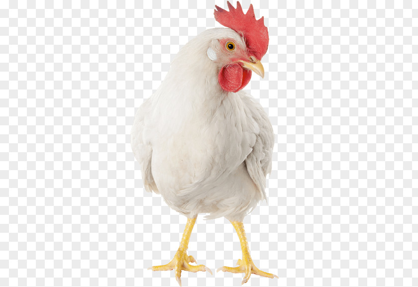 Egg Rooster Broiler Doner Kebab Leghorn Chicken Poultry PNG
