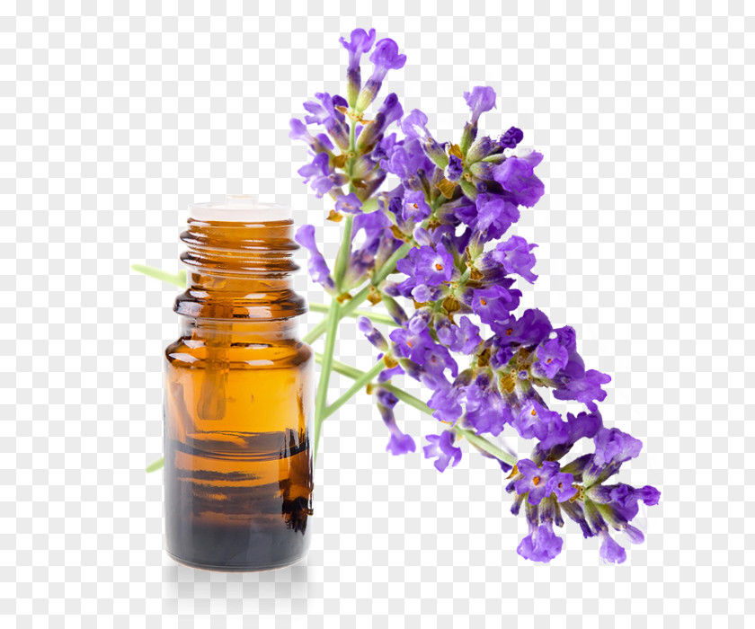 Oil English Lavender Lavandula Latifolia Essential Aromatherapy PNG