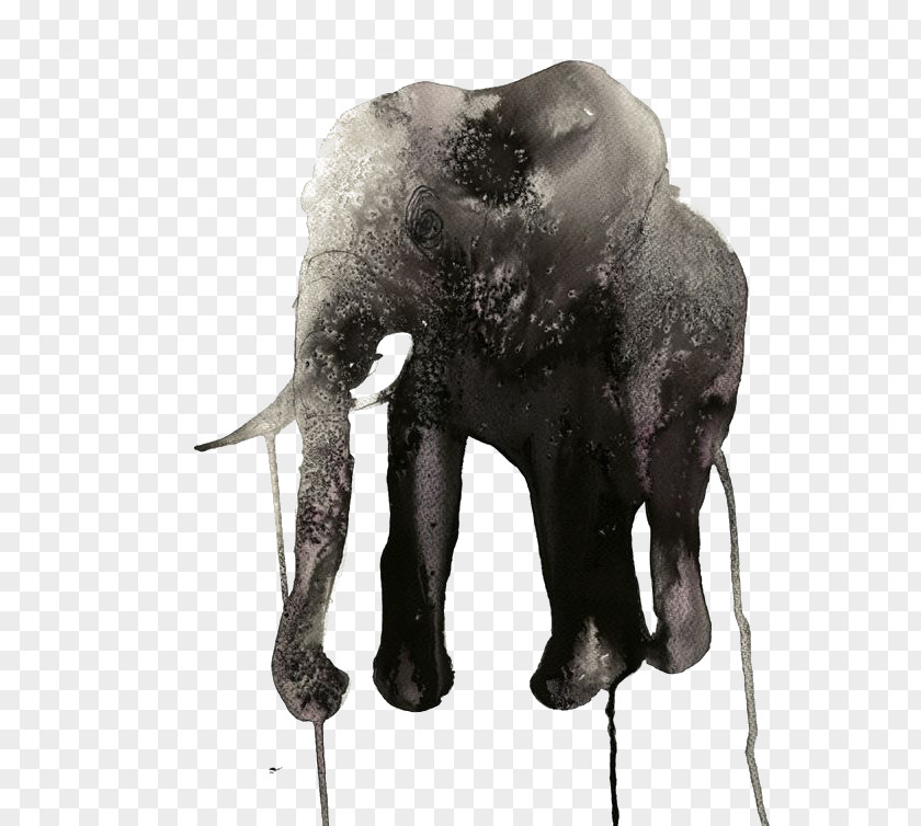 Watercolor Elephant Wonderwall AB Painting Illustrator Art Illustration PNG