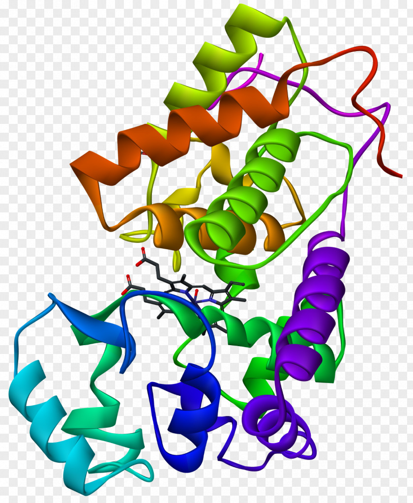 X-ray Horseradish Peroxidase Biochemistry Enzyme PNG