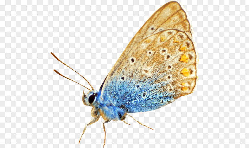 Butterfly Lycaenidae Moth Clip Art PNG