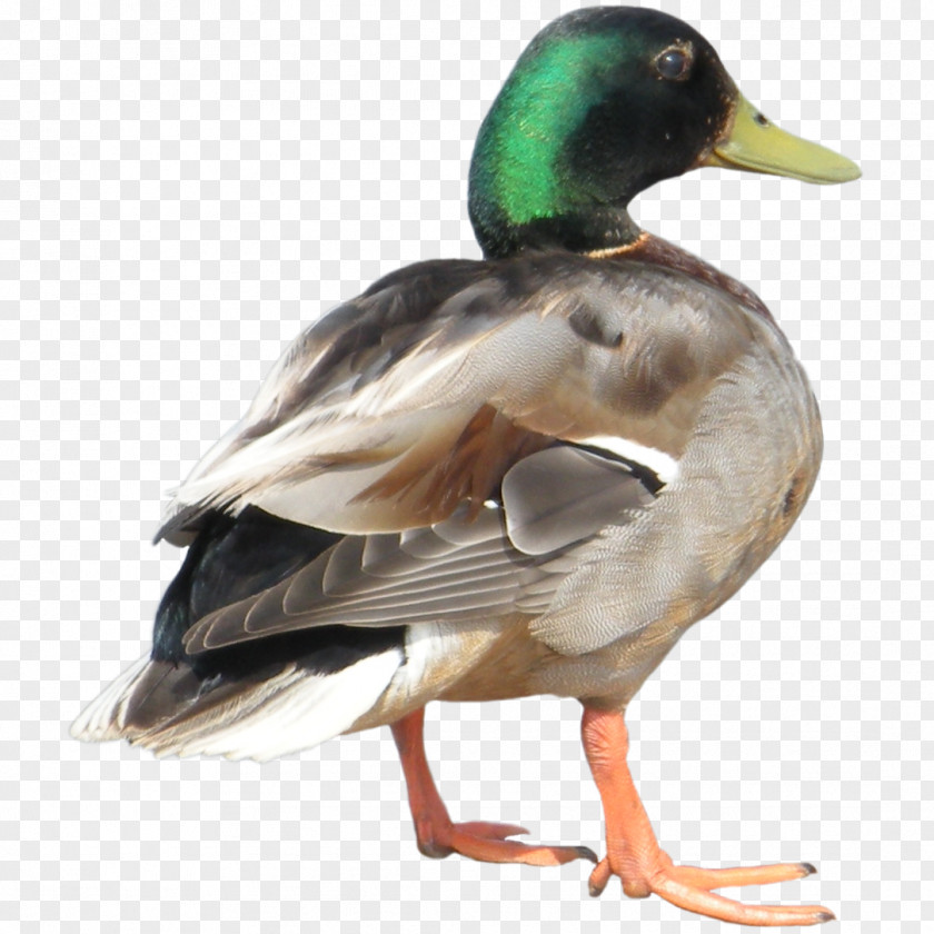 Duck American Pekin Clip Art PNG