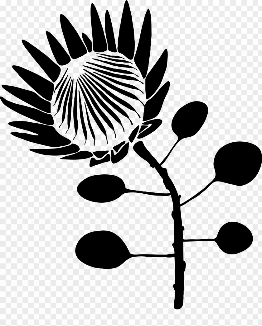 Flower Protea Cynaroides Drawing Stencil Clip Art PNG