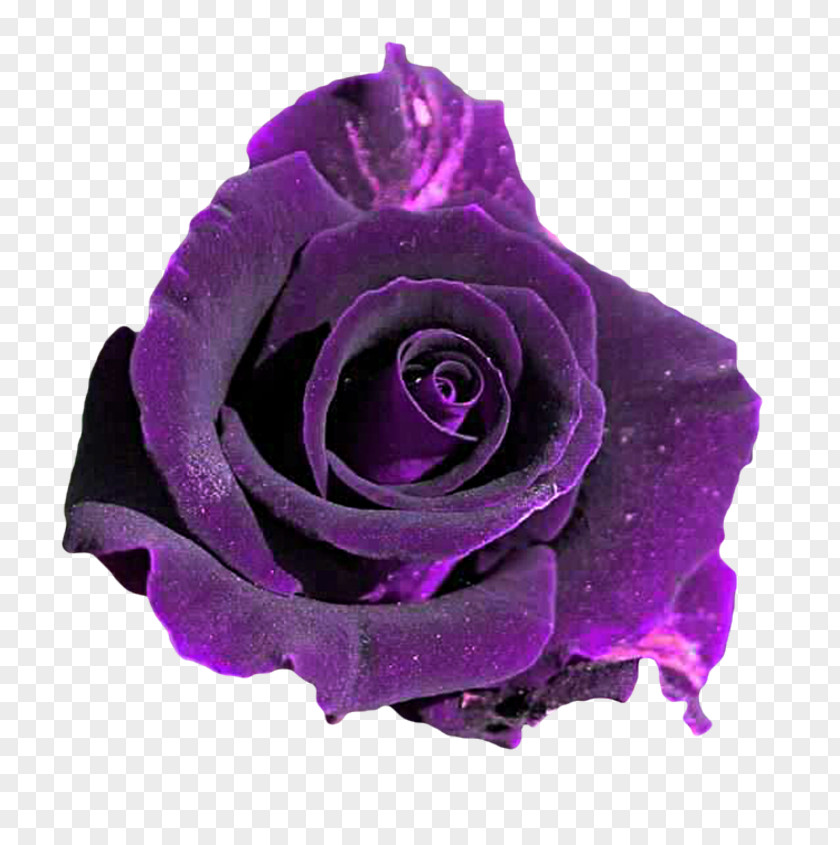 Flower Purple Violet Rosa 'Veilchenblau' PNG