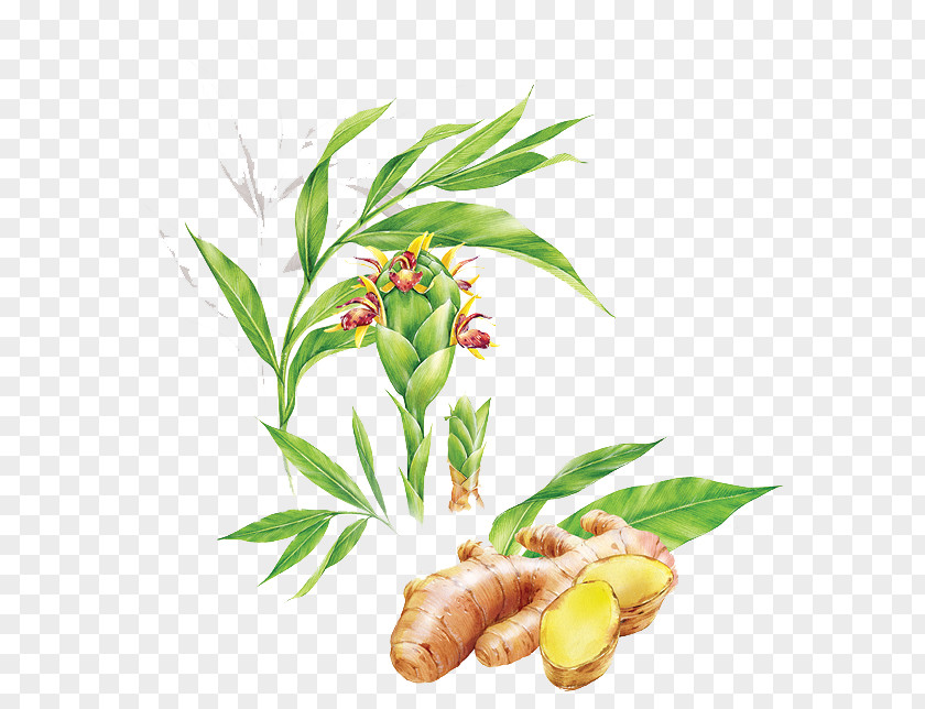 Just Unearthed Ginger Tea Food Illustration PNG