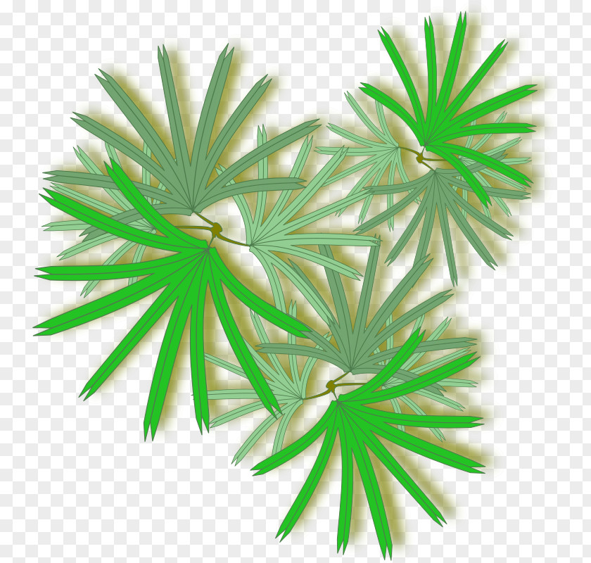 Tree Top Rhapis Excelsa Arecaceae Clip Art PNG