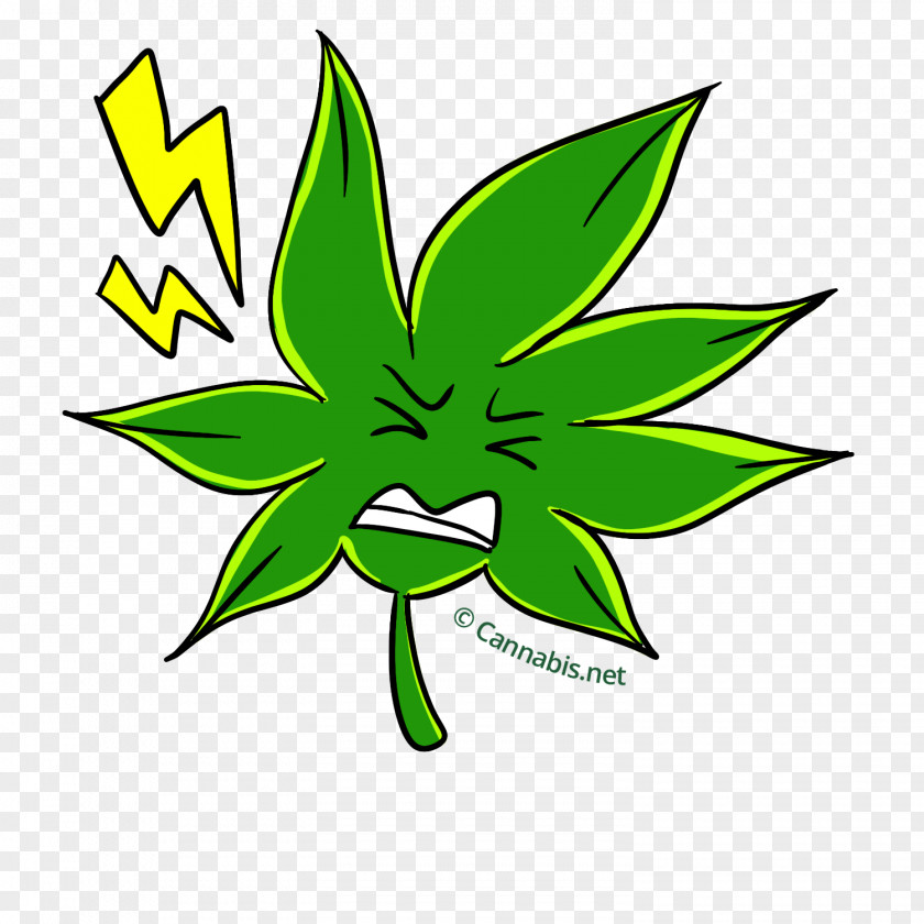 Cannabis Plant Kush Skunk Thai Stick PNG