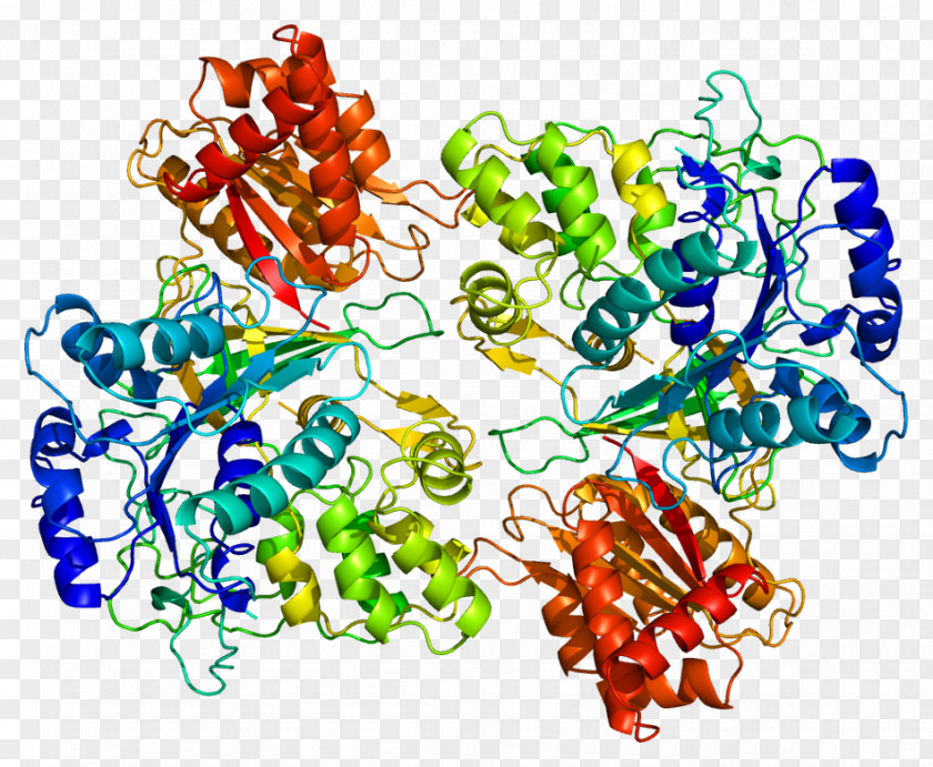 Cytochrome P450 Reductase Nicotinamide Adenine Dinucleotide Phosphate Enzyme PNG