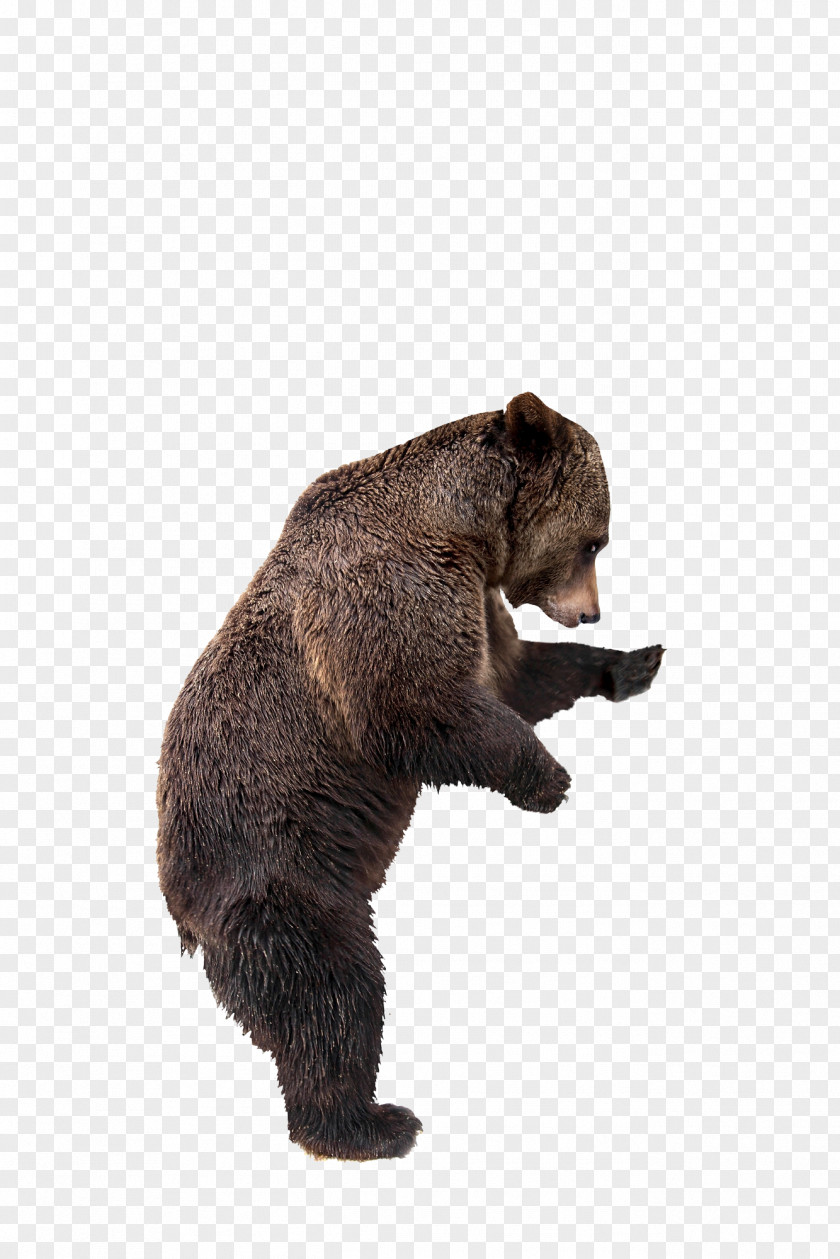 Grizzly Bear Kamchatka Brown Stock Photography Kodiak PNG