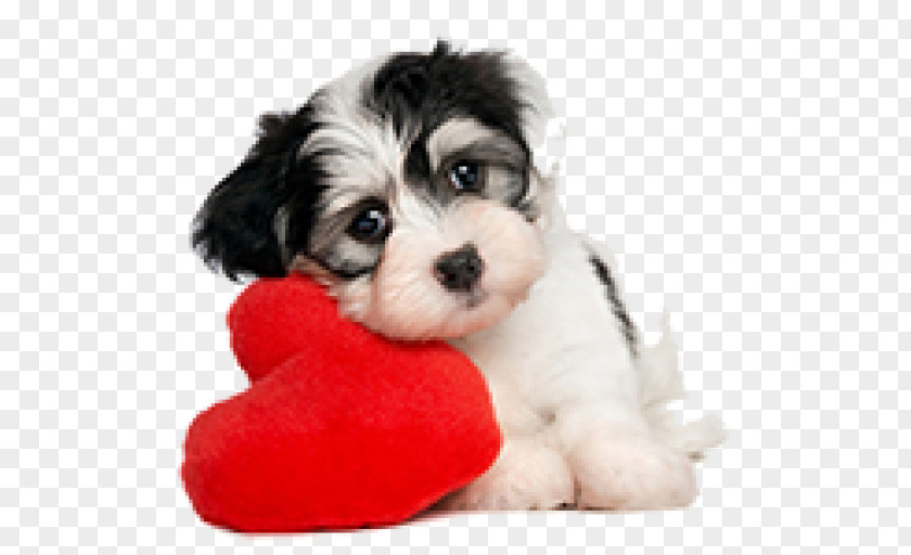 Puppy Havanese Dog Morkie Shih Tzu Valentine's Day PNG