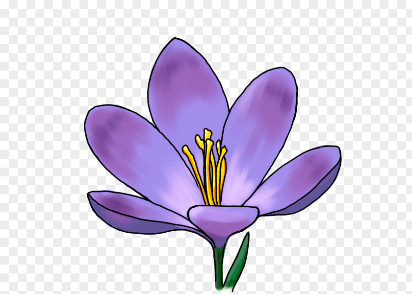 Purple Tulips Crocus Flower Drawing Iridaceae Plant PNG