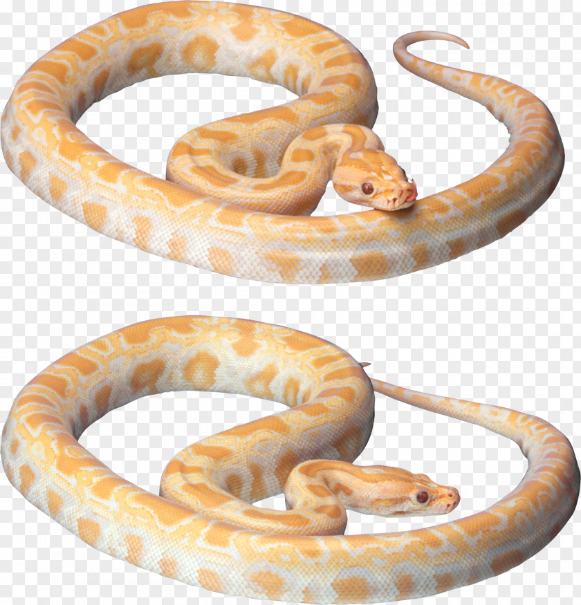 Snake Desktop Wallpaper Clip Art PNG