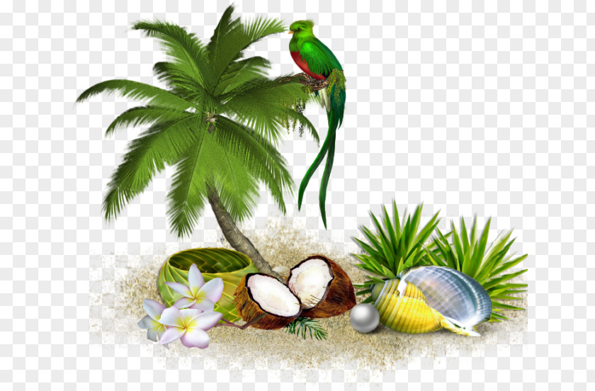 Tropical Island Tree Coconut Clip Art PNG
