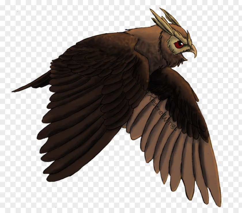 Drawing Owl Flight DeviantArt PNG