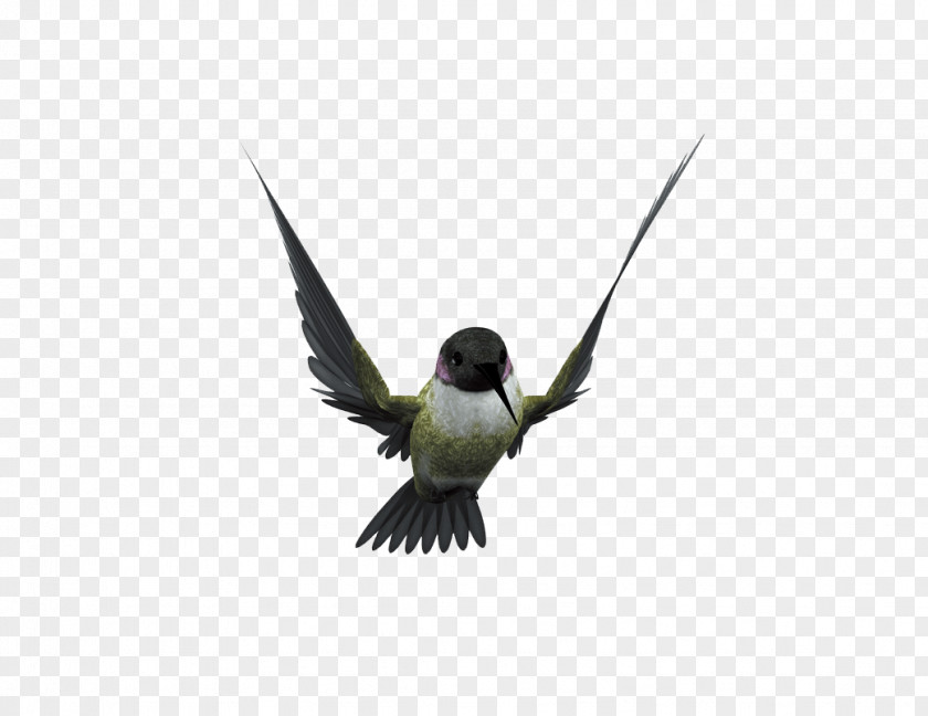 Flying Bird Hummingbird Flight Beak PNG