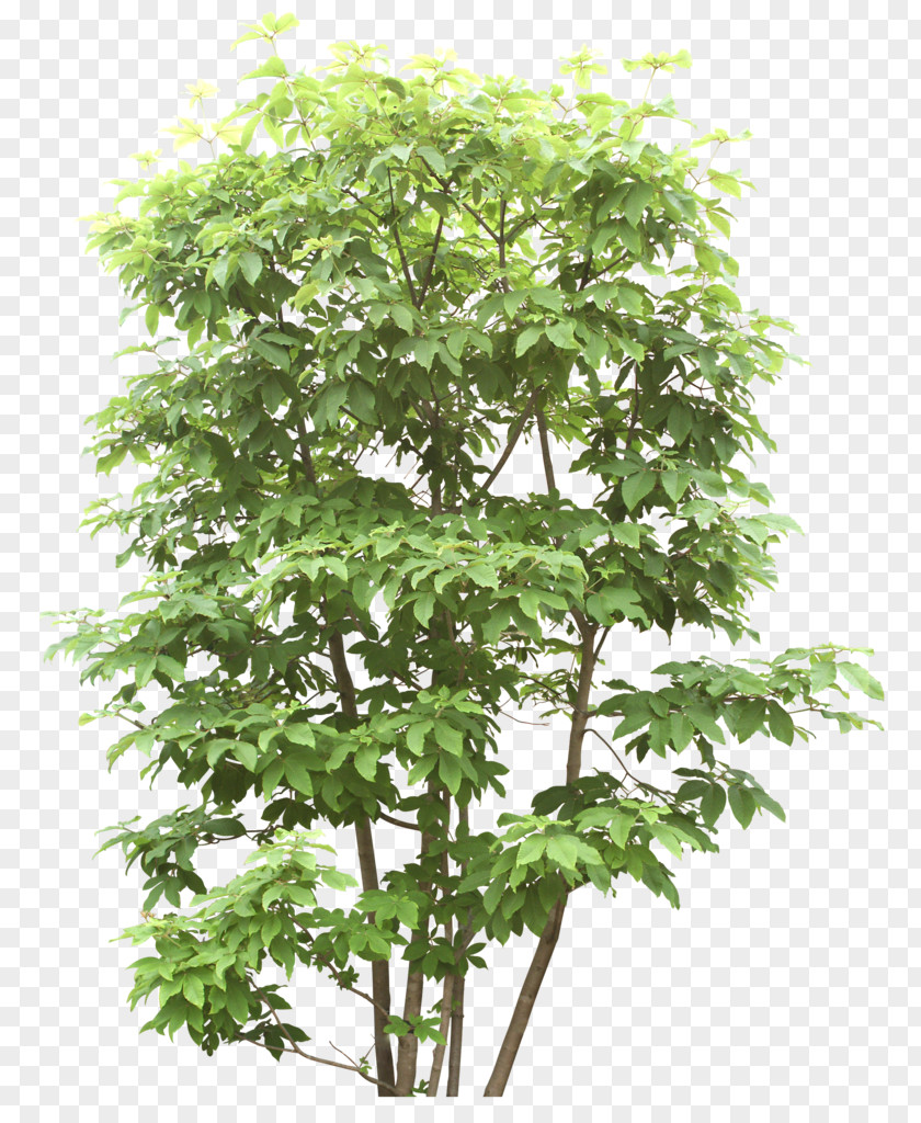 Green Trees Image File Format Tree Download PNG