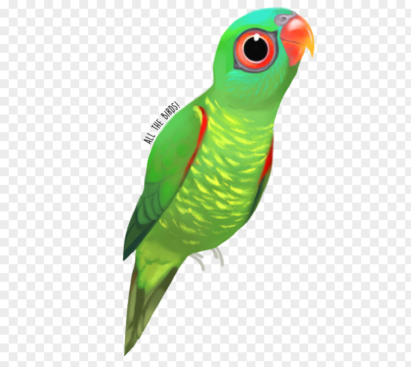 Lories And Lorikeets Macaw Parakeet Feather Beak Wing PNG