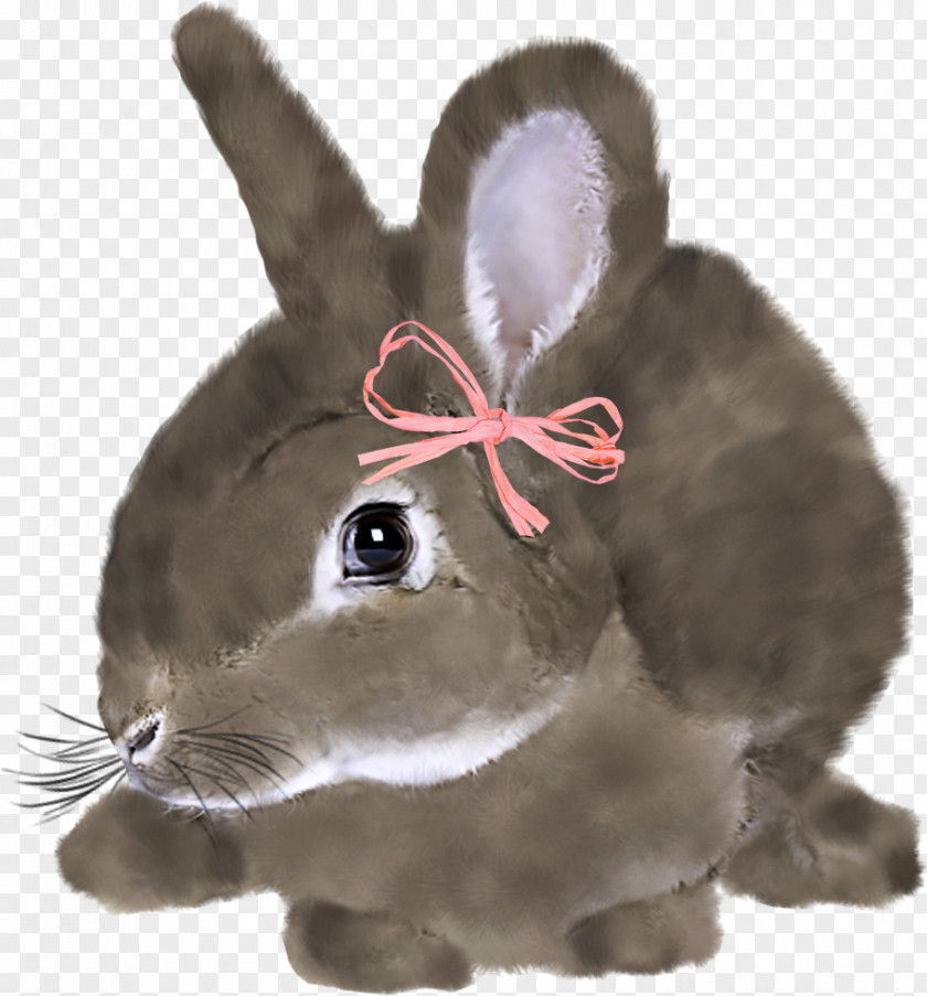 Lovely Bunny US Easter Rabbit Hare PNG
