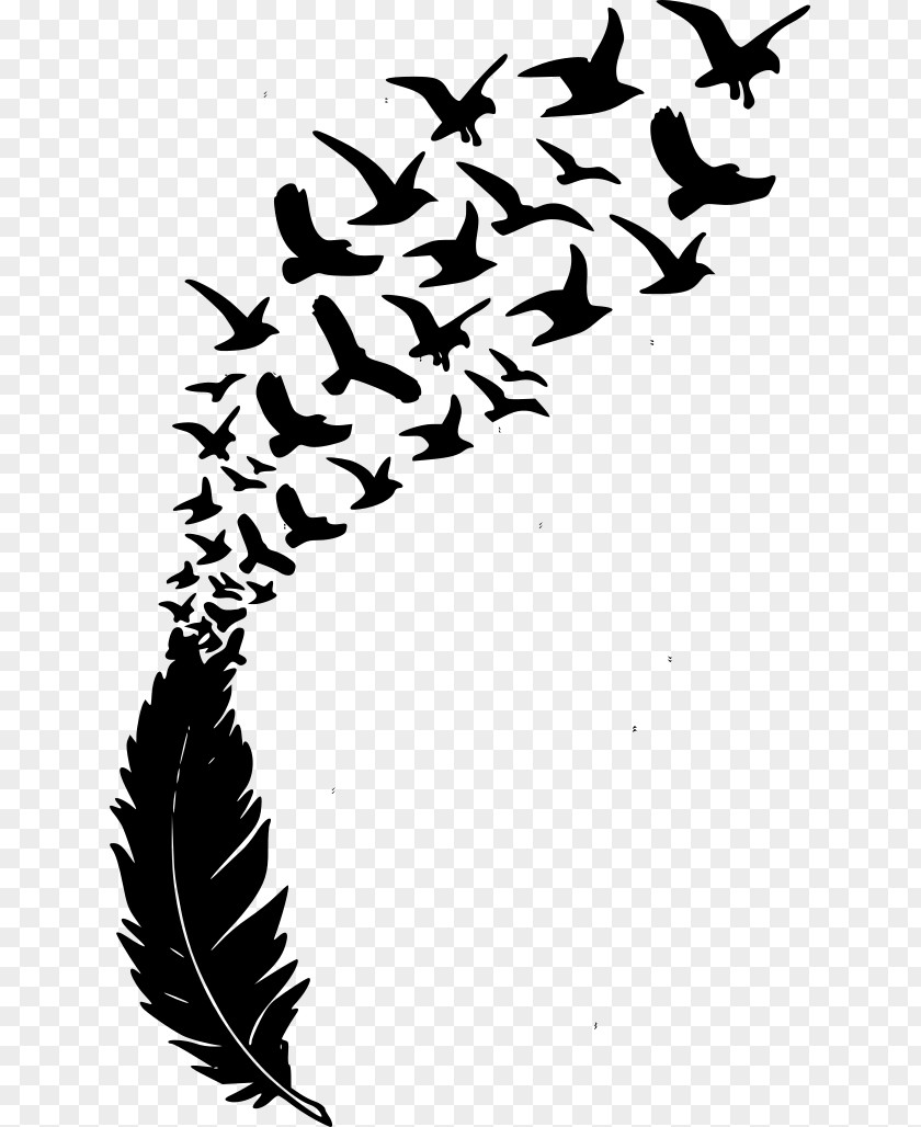 Playful Background Bird Feather Vector Graphics Stock Illustration PNG