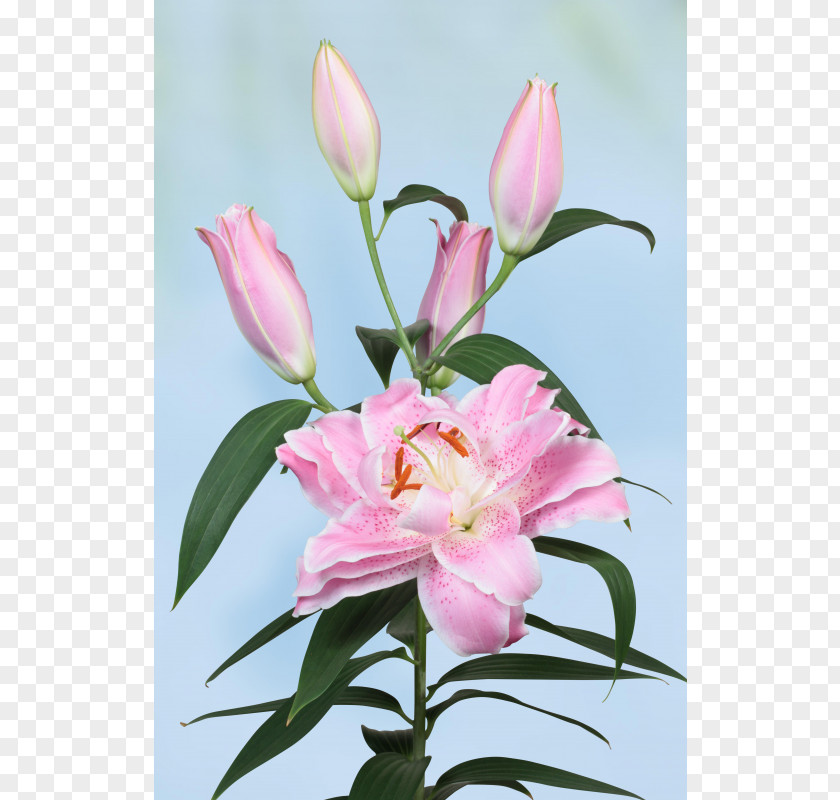 Design Floral Cut Flowers Pink M Petal PNG