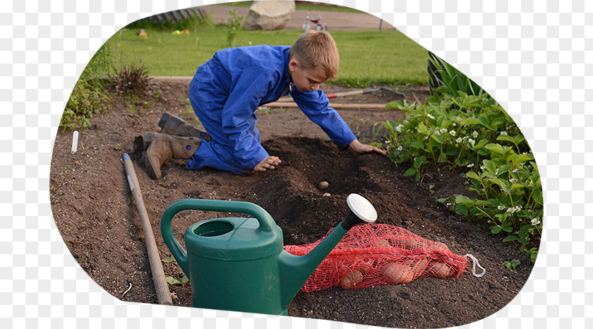 Garden Earth Potato Varieties Plant EarthApples Seed Potatoes PNG