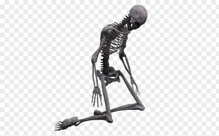 Human Bones Skeleton DeviantArt Rendering PNG