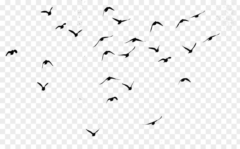 Flock Bird Data Flight Image PNG