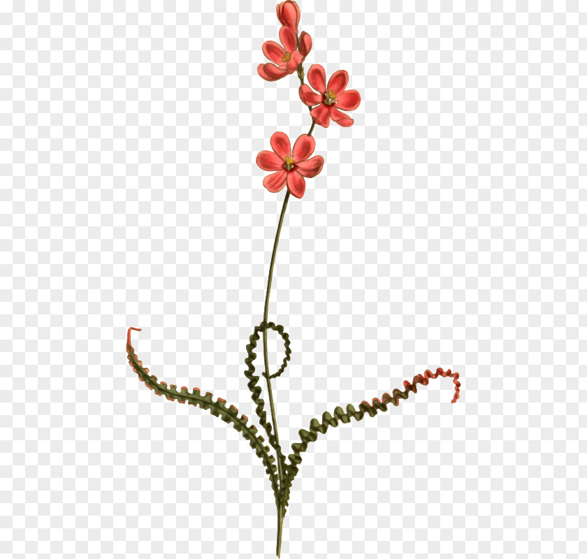 Flower Babiana Stricta Clip Art Leaf Petal PNG