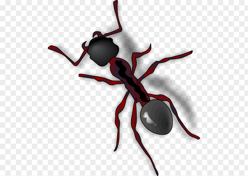 Insect Ant Clip Art GIF PNG