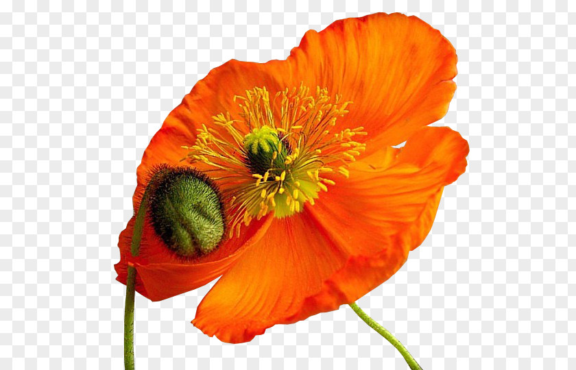 Oriental Poppies Common Poppy Flower Clip Art PNG