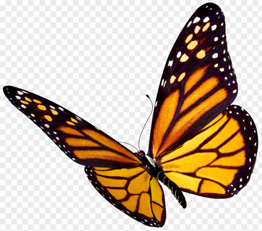 Watercolor Butterfly Monarch Insect Clip Art PNG