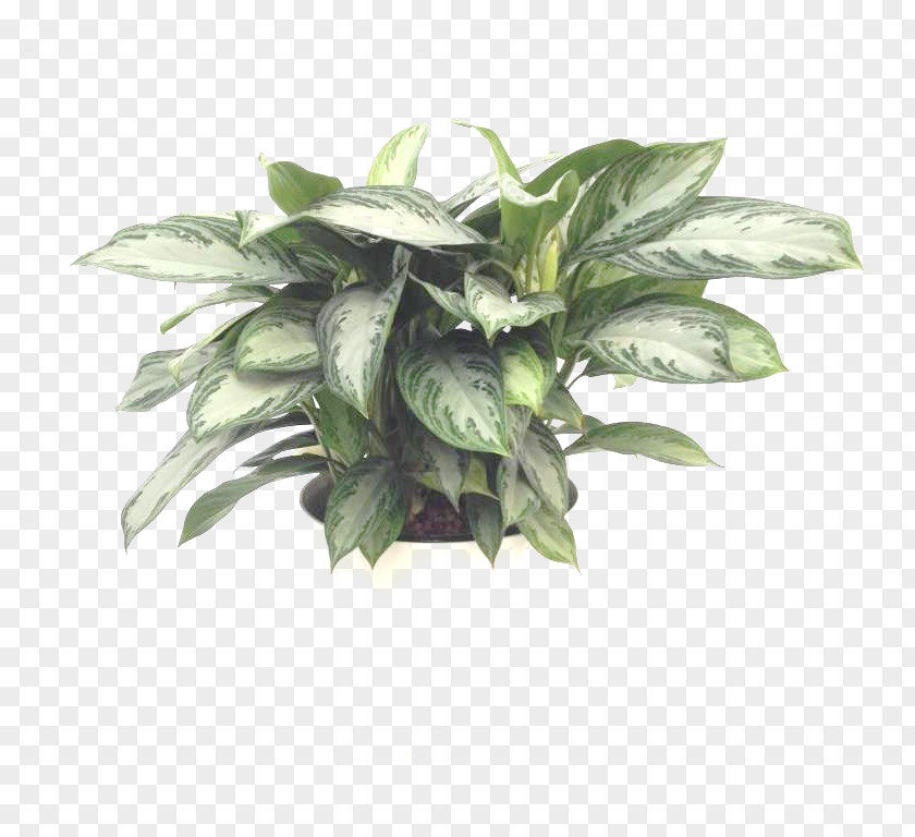 Bay Chinese Evergreen Houseplant Aglaonema Modestum Leaf PNG