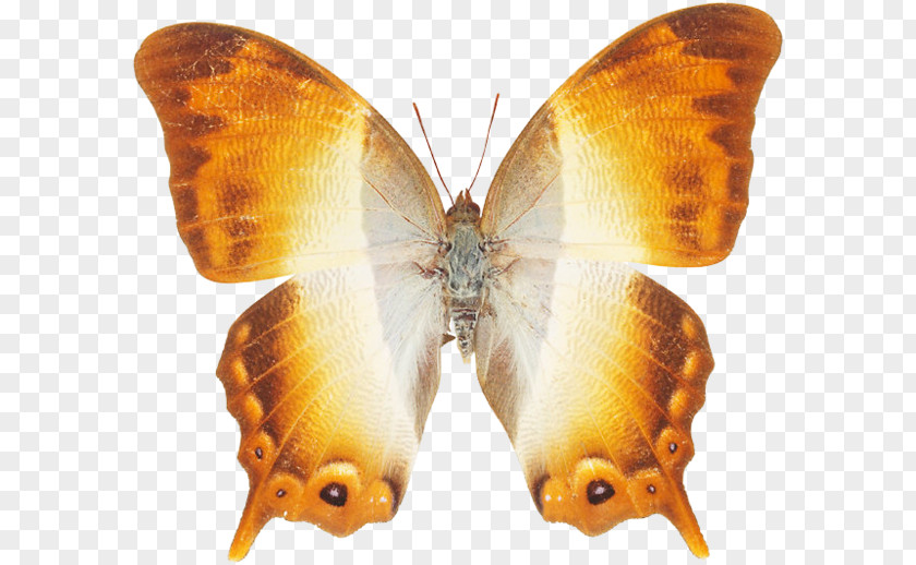 Butterfly Nymphalidae Pieridae Lycaenidae Bombycidae PNG