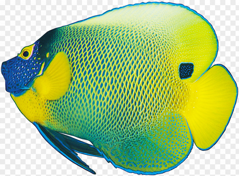 Fish Coloring Sad Ornamental PNG