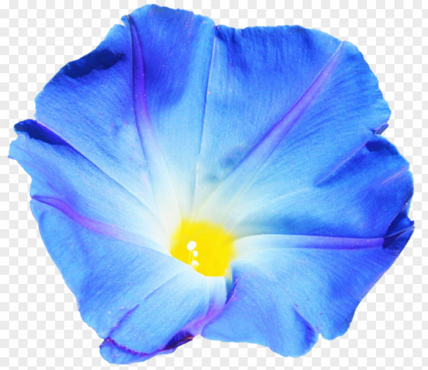 Morning Glory Clouds Beach Moonflower Blue Dawn Flower Violet PNG