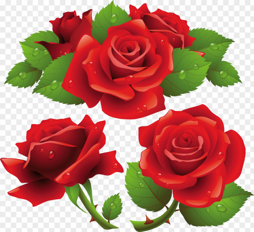 Rose Vector Garden Roses PNG