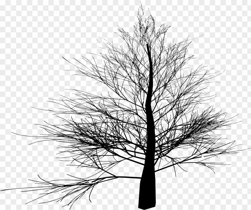 Thin Tree Branch Image File Formats Clip Art PNG