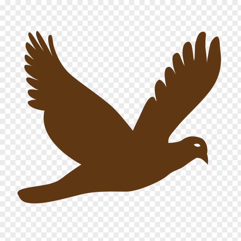 Bird Pigeons And Doves Vector Graphics Clip Art Flight PNG