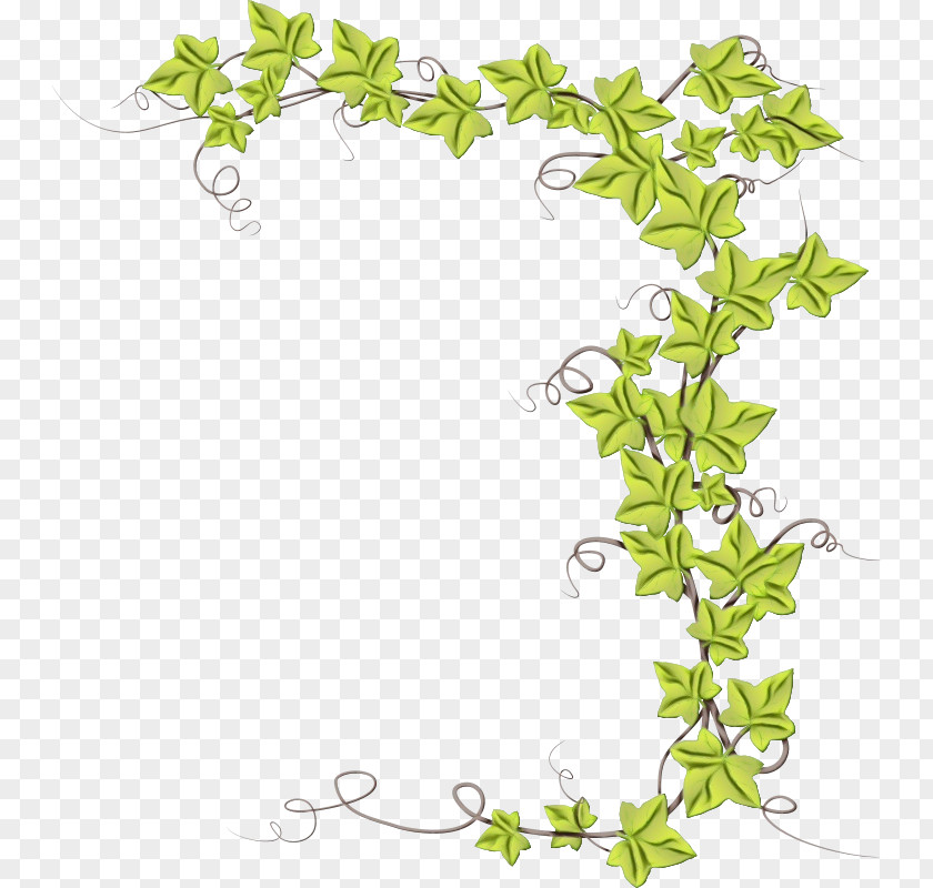 Ivy Family Plant Stem PNG