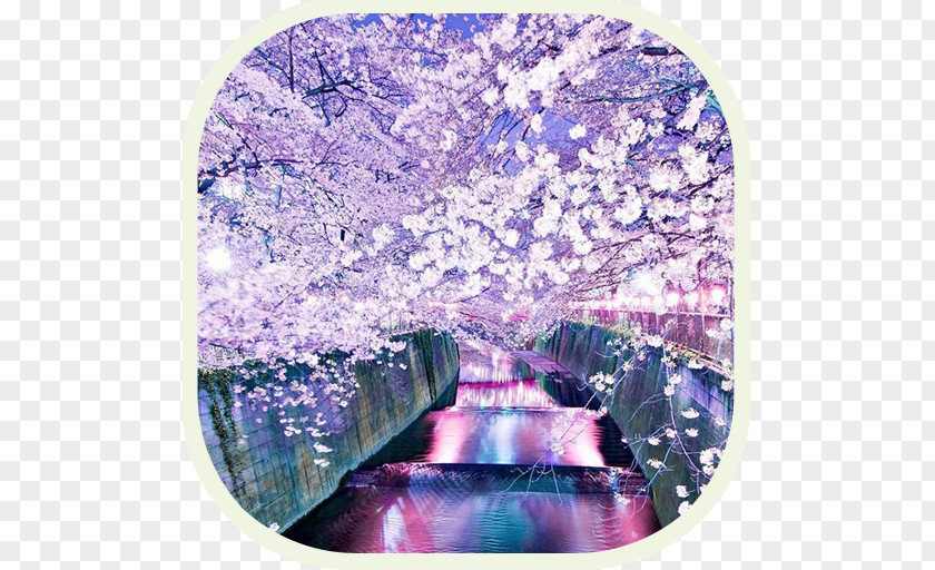 Japan National Cherry Blossom Festival Desktop Wallpaper PNG