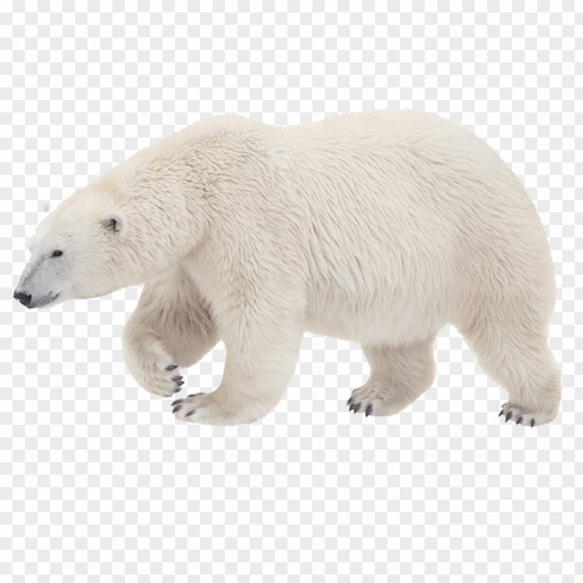 White Polar Bear Bear, What Do You Hear? Kodiak Arctic Tiger PNG