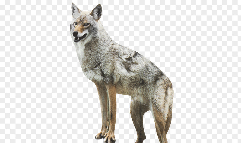 Hung Clipart Coyote Dog Red Fox Duck Goose PNG