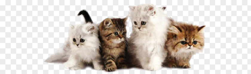Kitten Persian Cat Desktop Wallpaper Breed Pet PNG