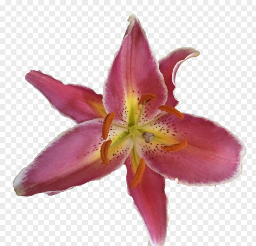 Paramahamsa Pink M Amaryllis Daylily Petal RTV PNG