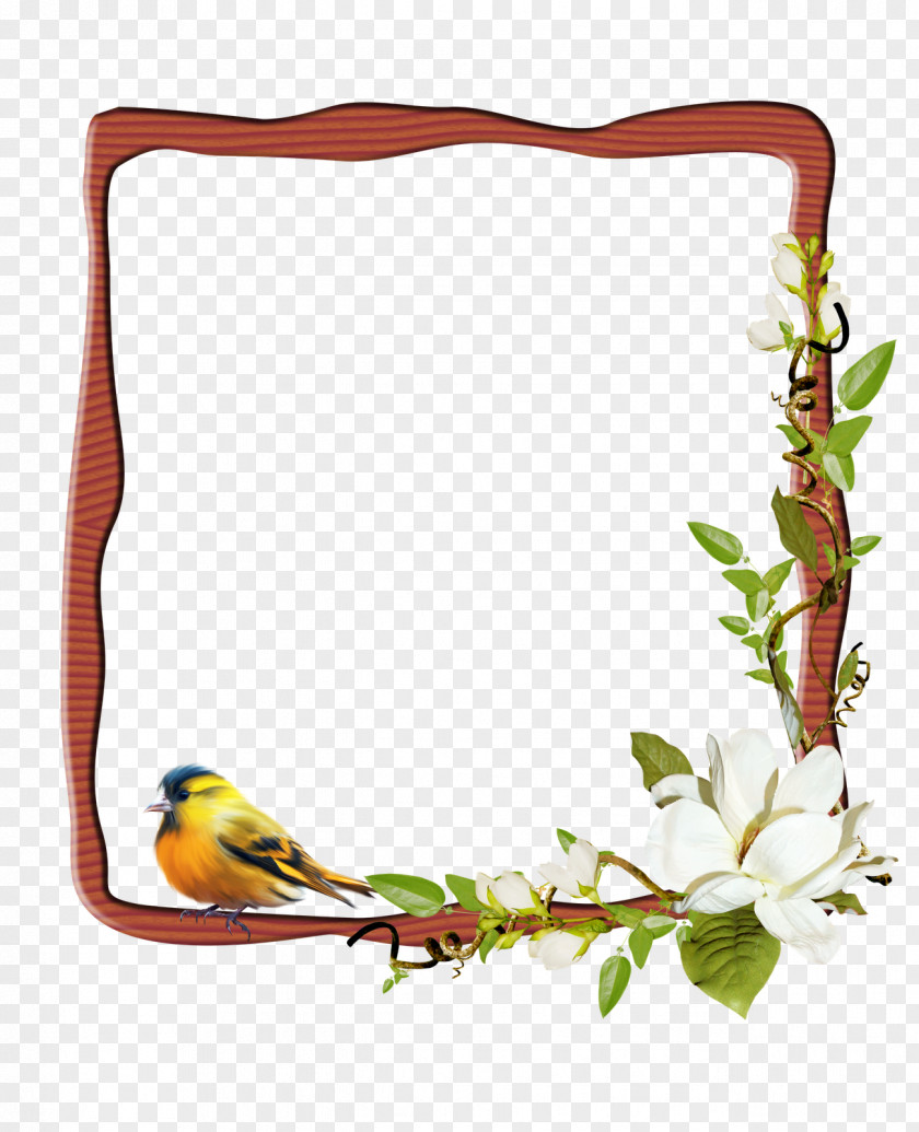 Photoshop Picture Frames Photography PNG