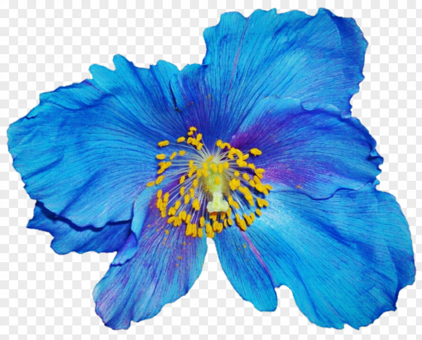 Poppy Flower Papaver Nudicaule Blue Annual Plant PNG