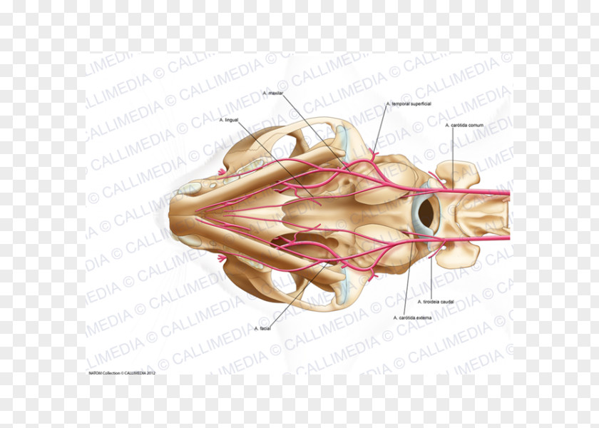 Cat Bone Anatomy Neck Human Body PNG
