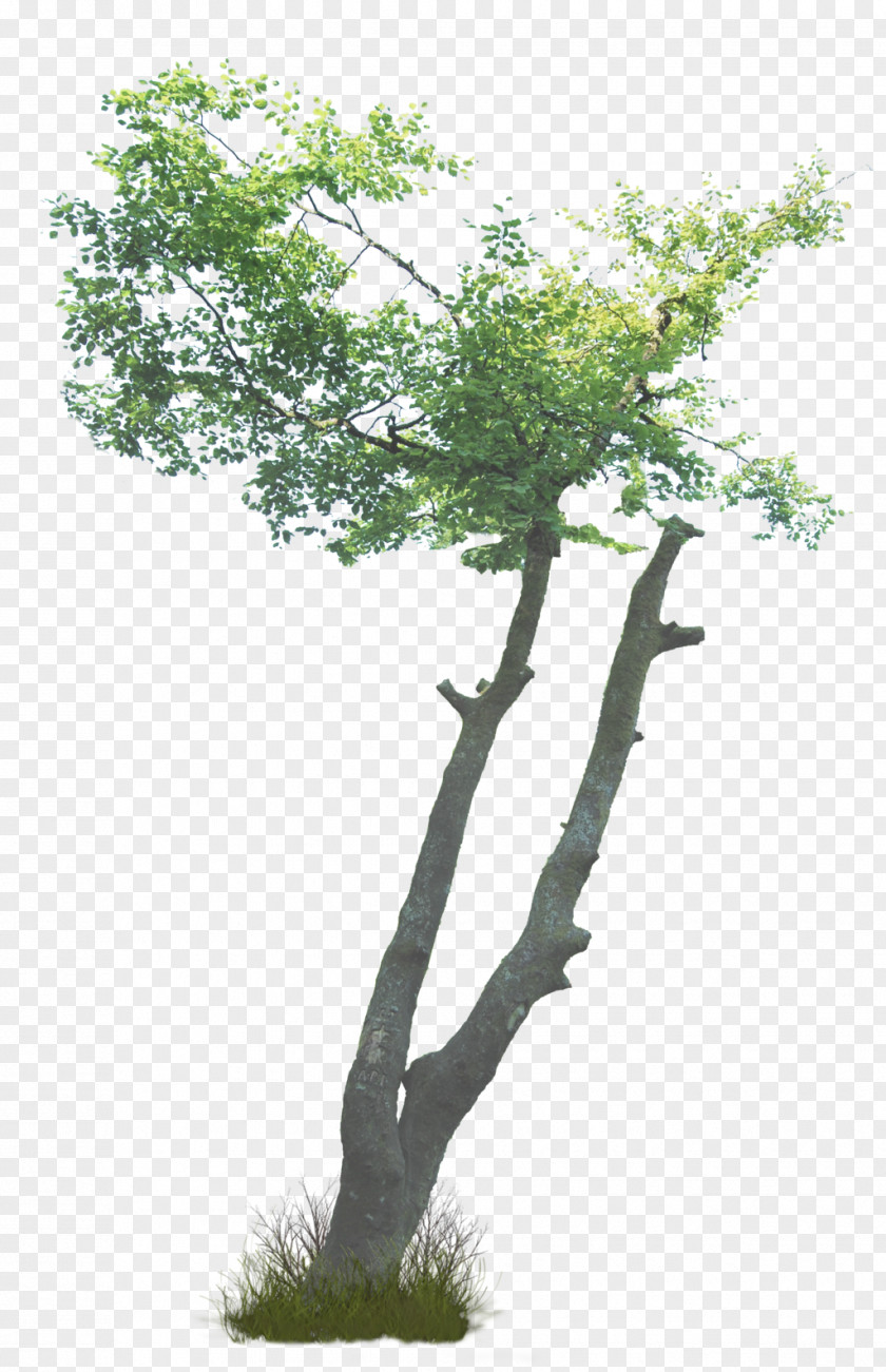 Tree What Are Trees? Shrub Branch Plant PNG