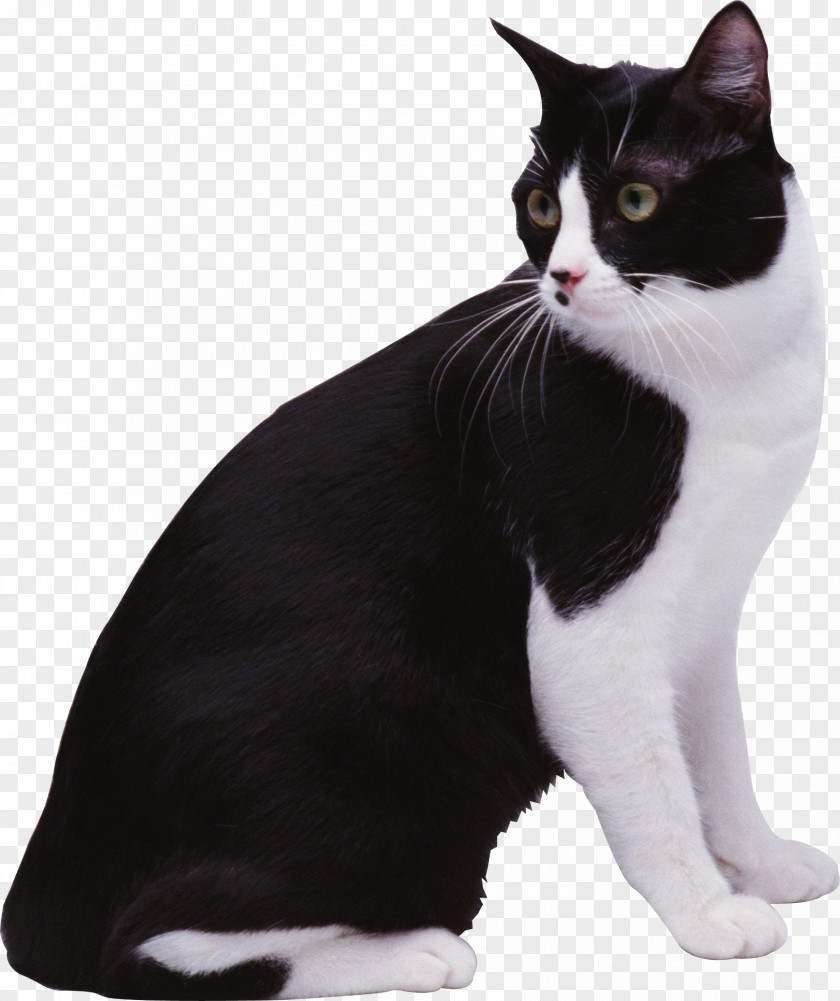 Black Cat European Shorthair Aegean Manx American Wirehair PNG